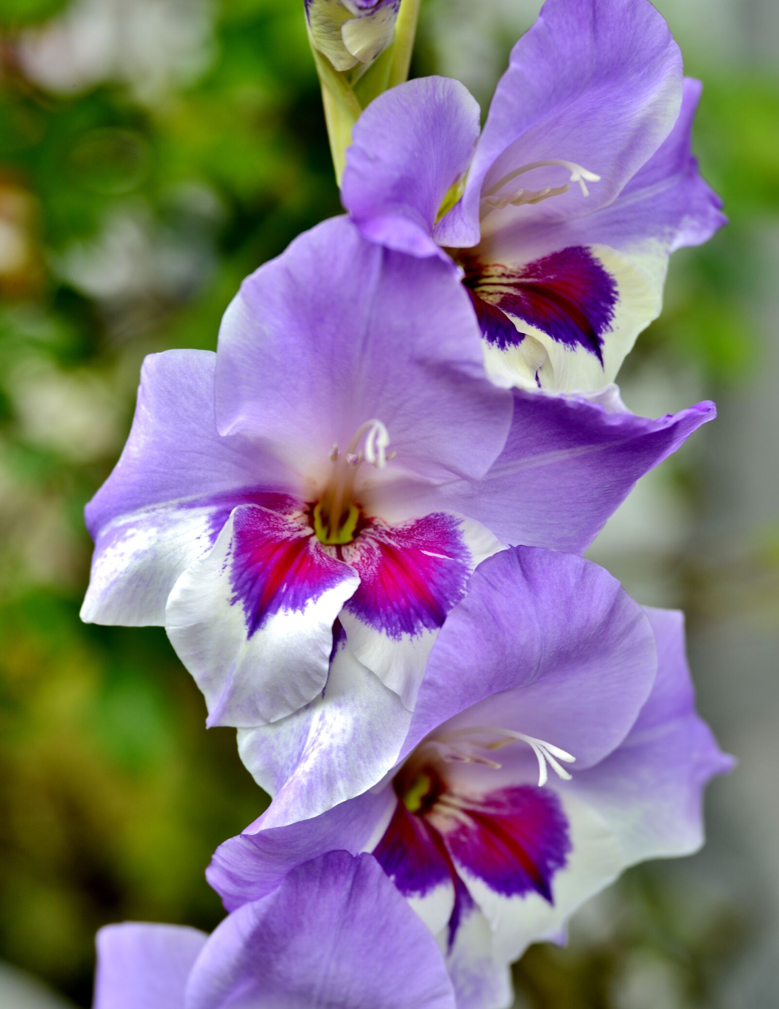 Nikon D600 sample photo. Gladiolus, bloom, purple photography