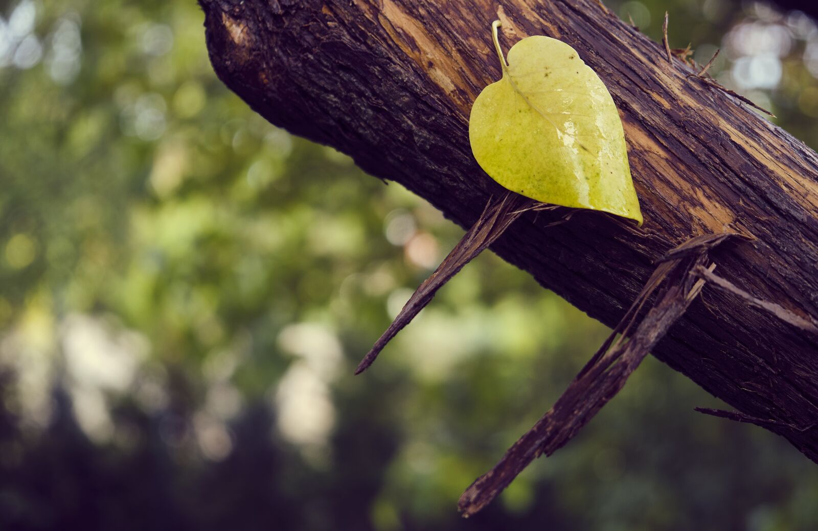 Fujifilm XF 18-55mm F2.8-4 R LM OIS sample photo. Sweetheart, love, heart photography
