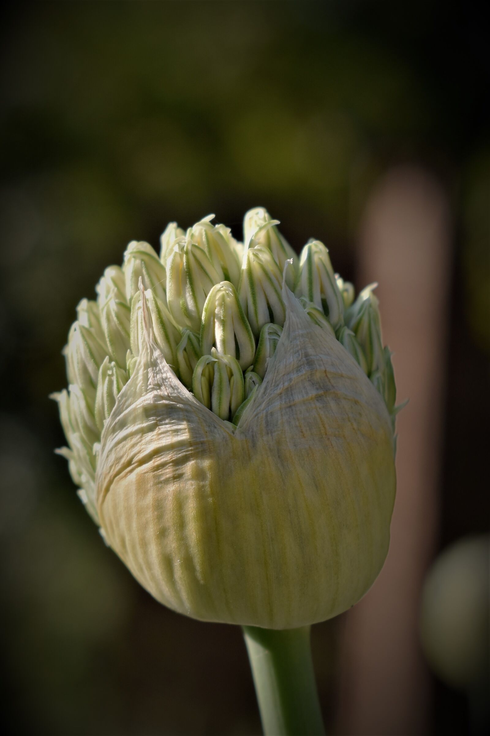 Nikon D5500 sample photo. Ornamental onion, blossom, bloom photography