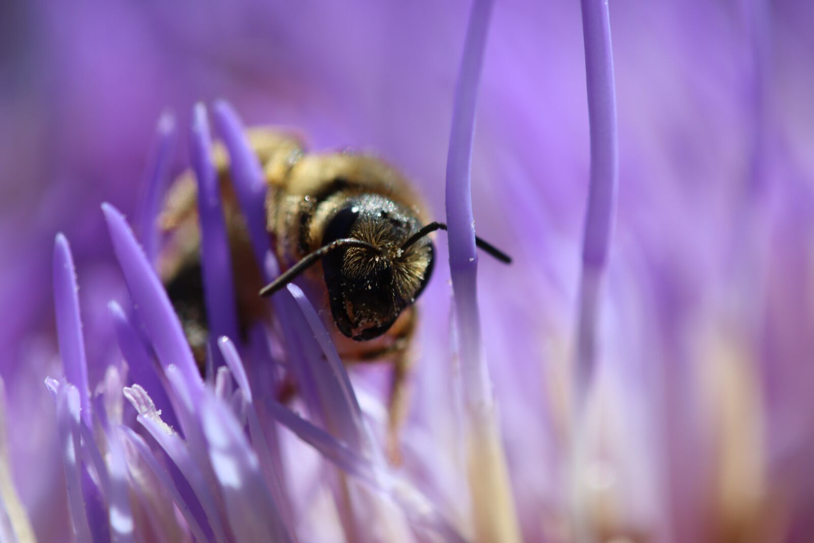 Canon EOS 90D sample photo. Bee, maze, macro photography