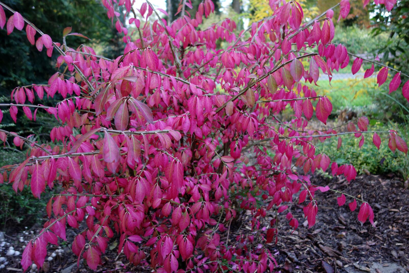 Sony Cyber-shot DSC-RX100 sample photo. Euonymus alatus, euonymos, fall photography