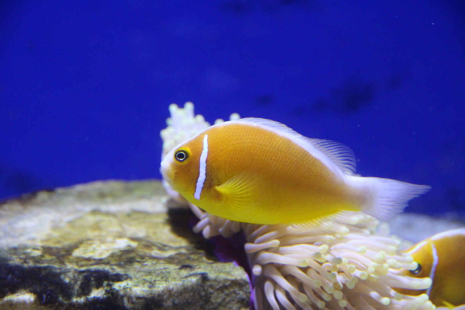 Canon EOS 650D (EOS Rebel T4i / EOS Kiss X6i) sample photo. Amfiprion, clown fish, pink photography