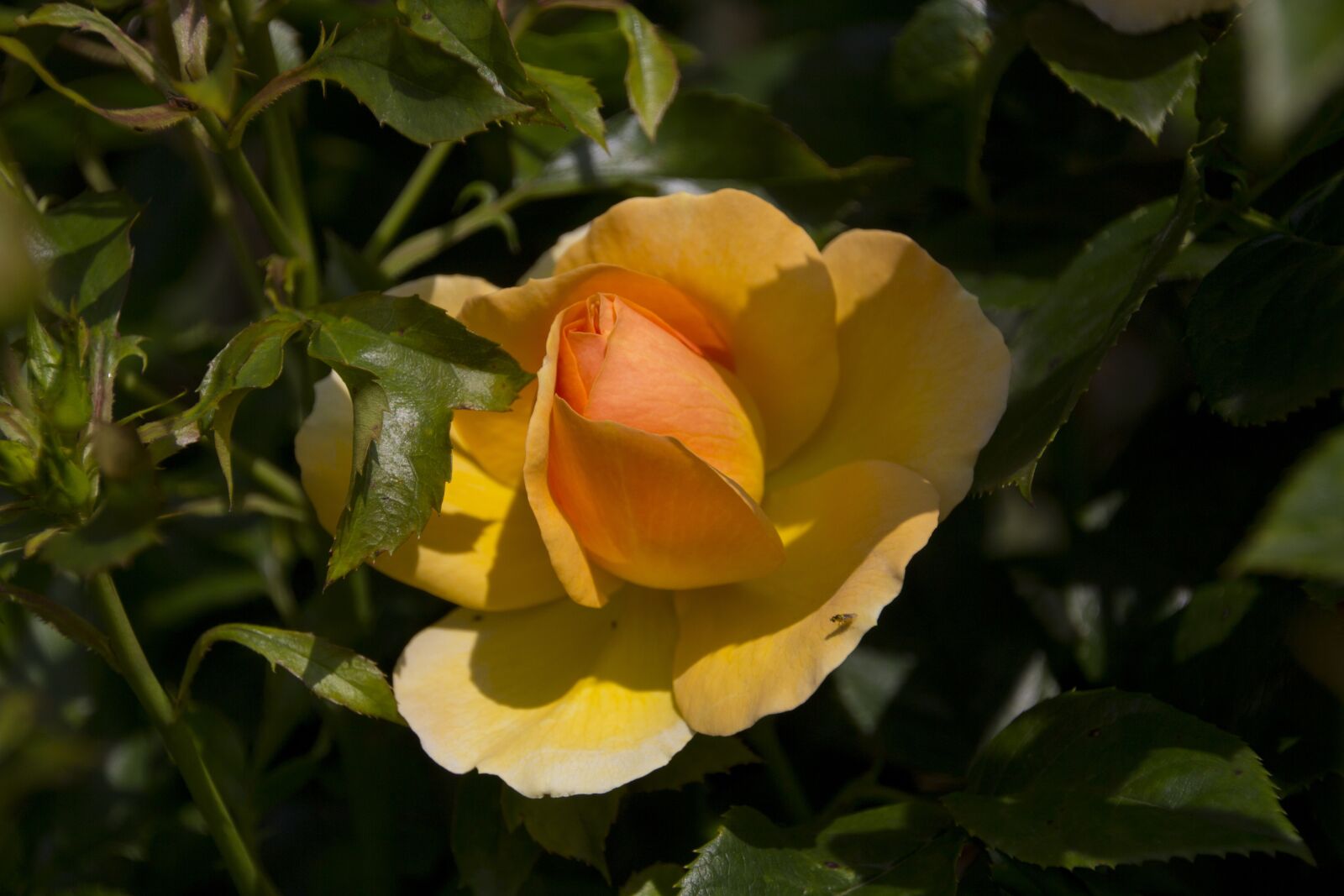 Canon EOS 60D sample photo. Rose, flower, nature photography