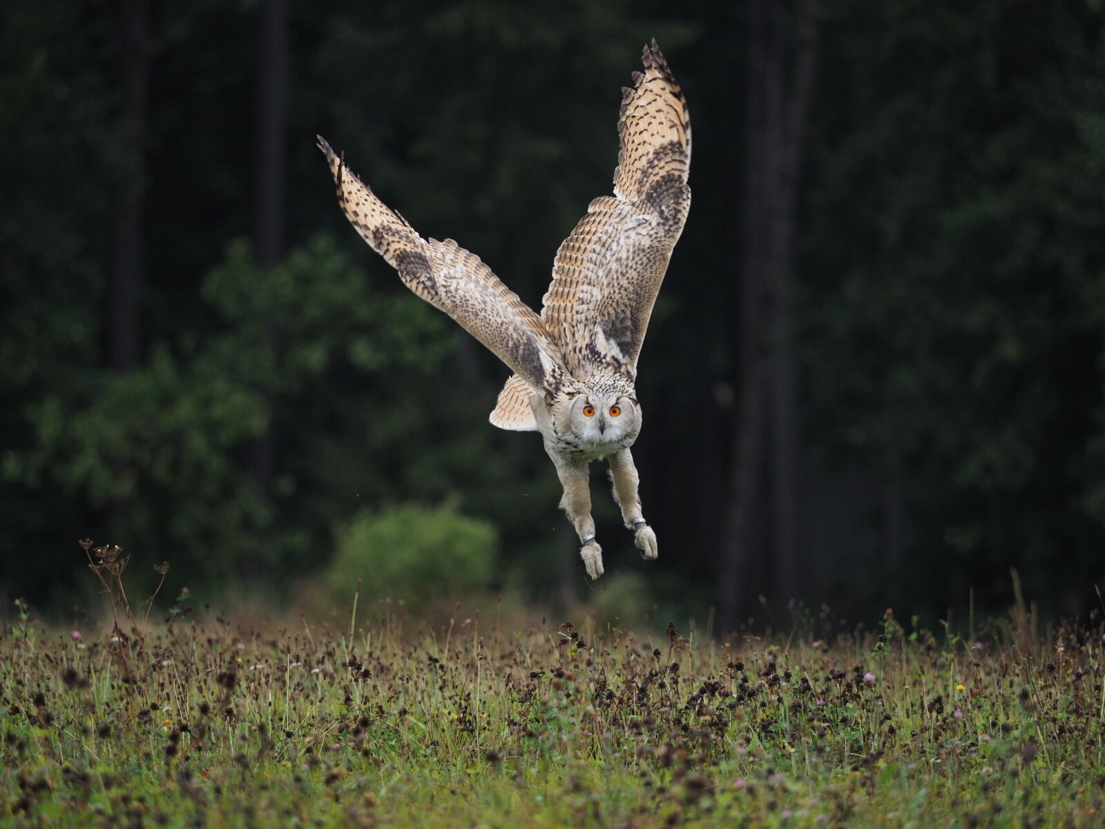 Olympus OM-D E-M1 Mark II + Olympus M.Zuiko Digital ED 40-150mm F2.8 Pro sample photo. Bird, animal, owl photography
