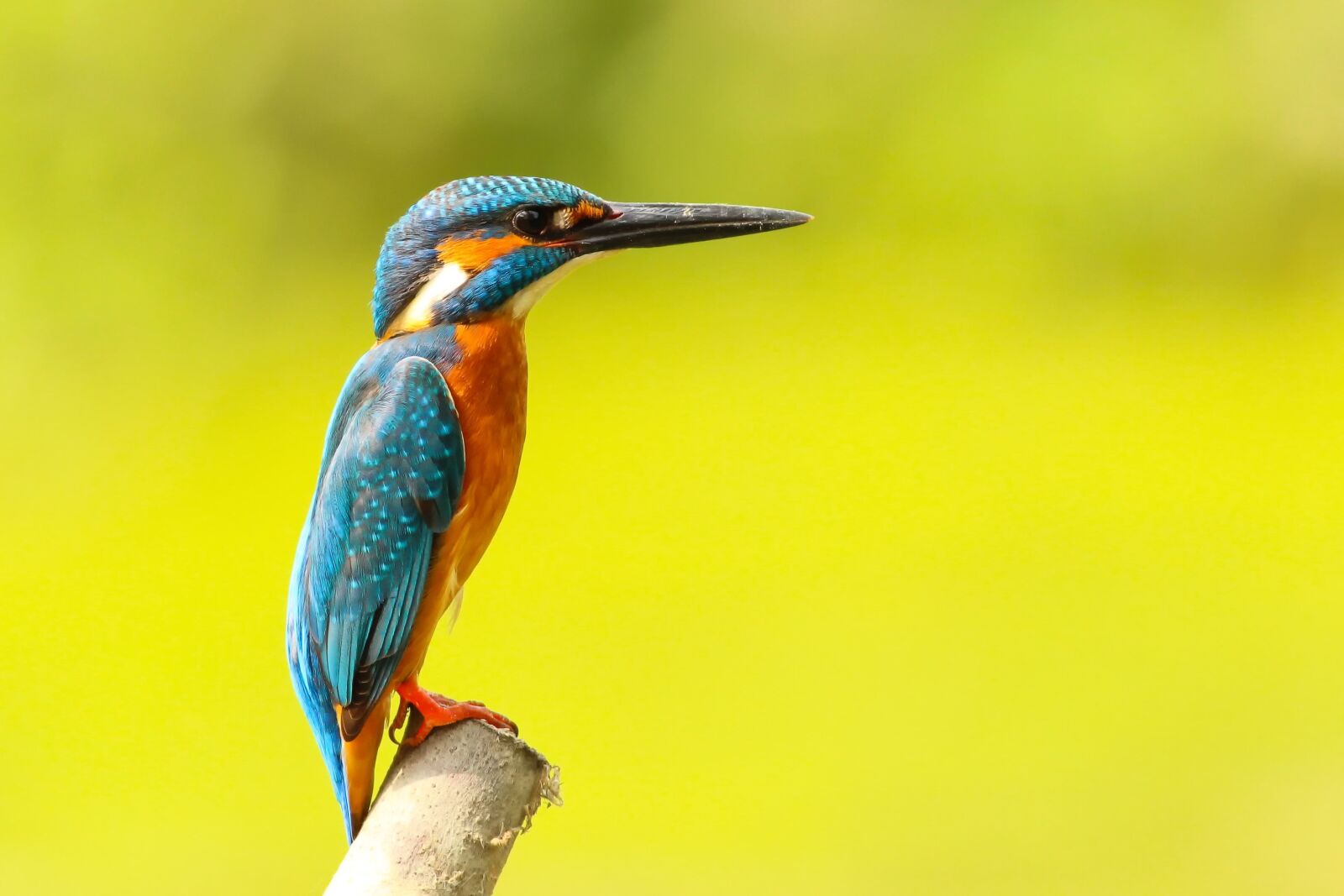 Canon EOS 600D (Rebel EOS T3i / EOS Kiss X5) + Canon EF 400mm F5.6L USM sample photo. Kingfisher, animal, avian photography