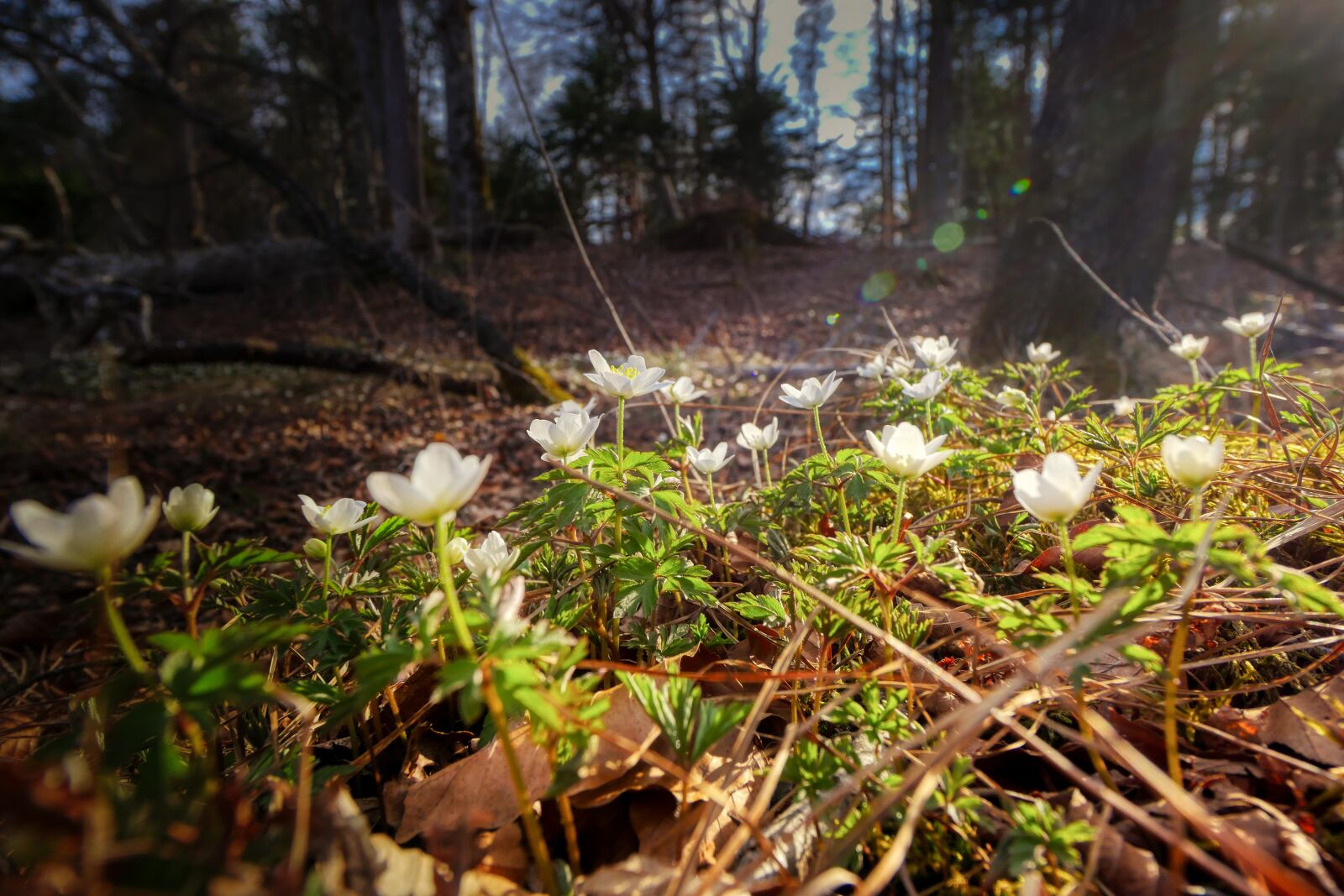Panasonic Lumix DMC-GX8 sample photo. Spring, bloom, forest photography