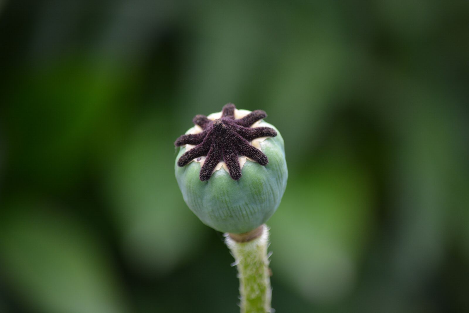 Nikon D7100 sample photo. Mecklenburg, poppy, wild photography