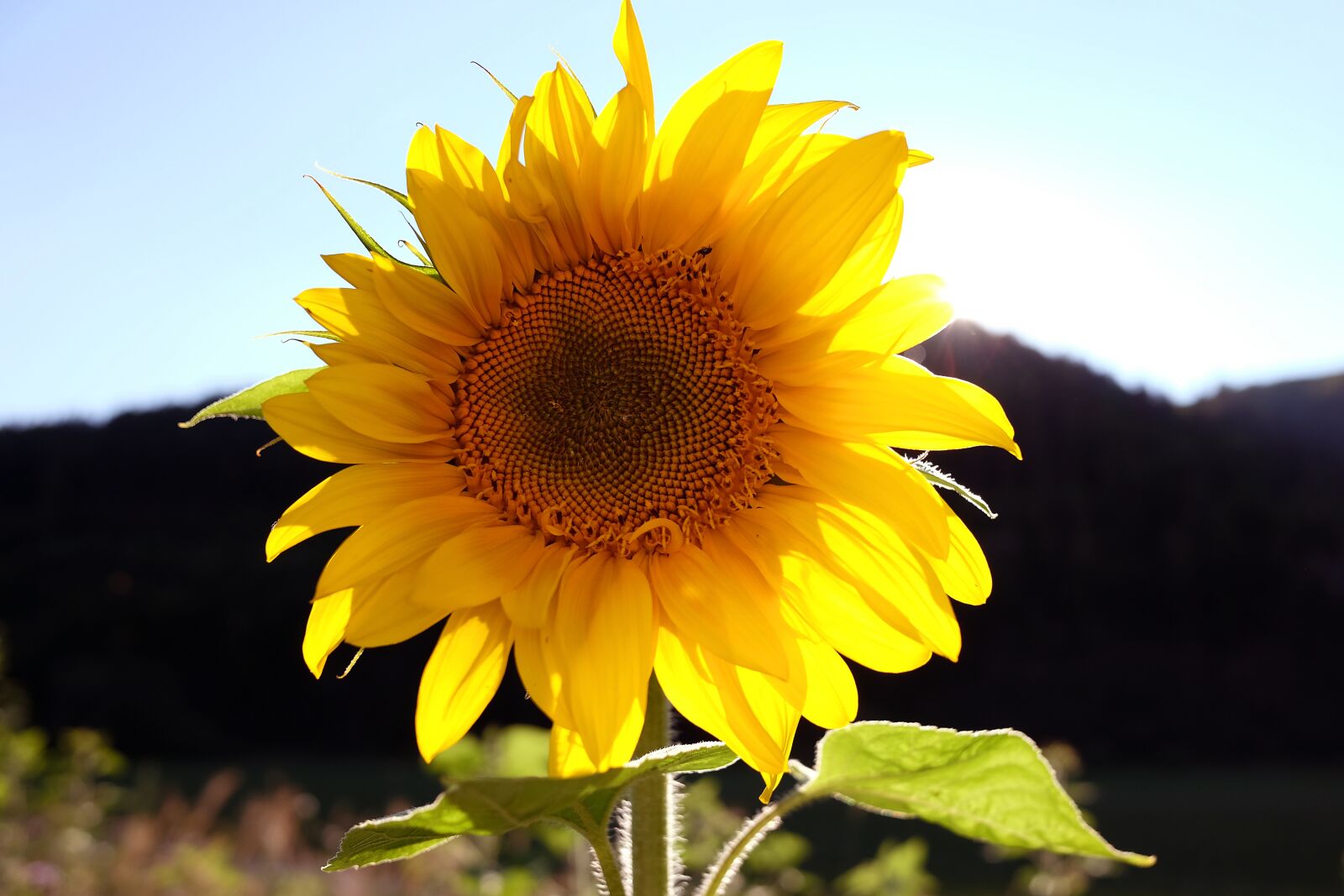 Fujifilm X70 sample photo. Sonnenblume, sunflower, blossom photography