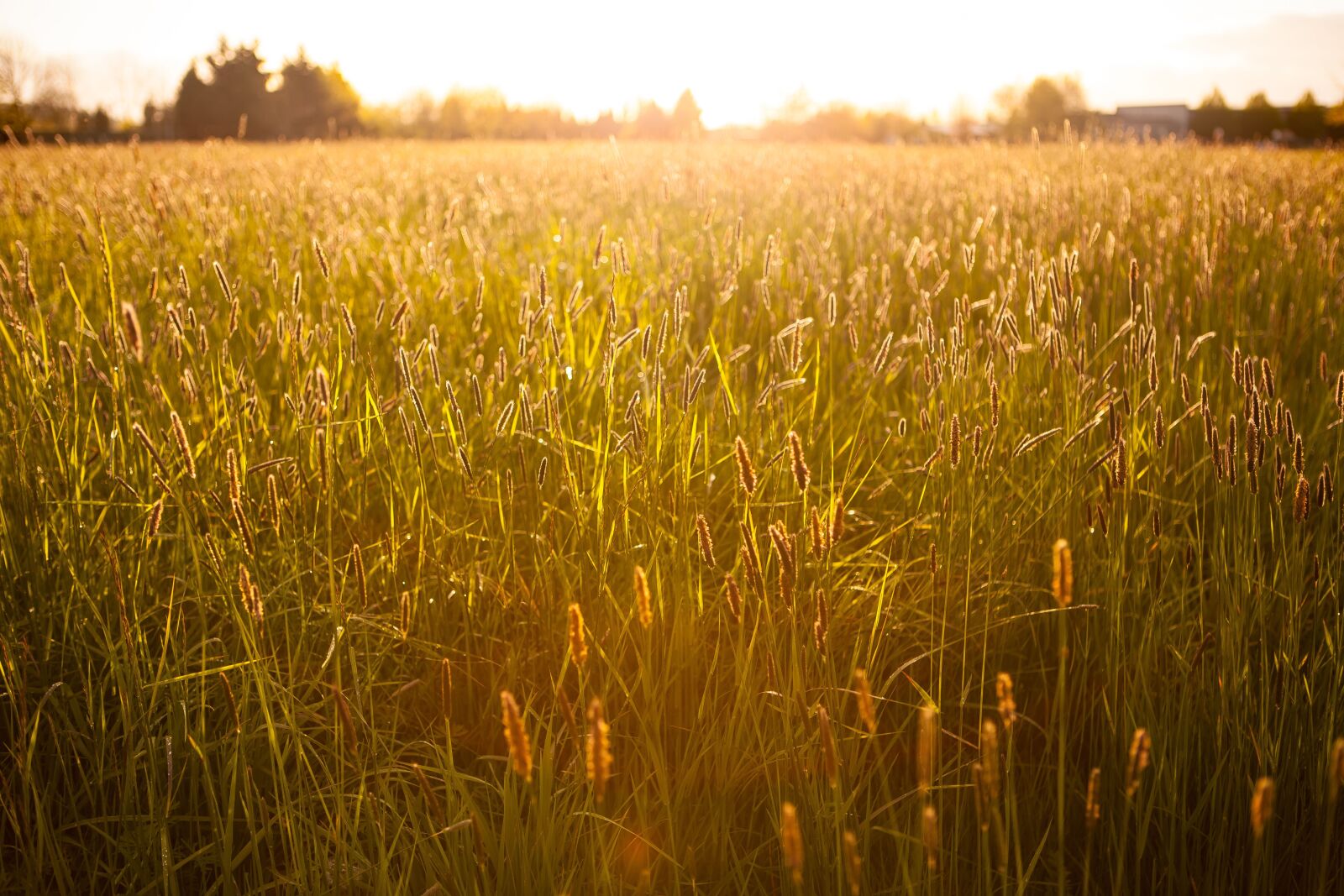 Canon EOS 5D Mark II sample photo. Green, grass, field photography