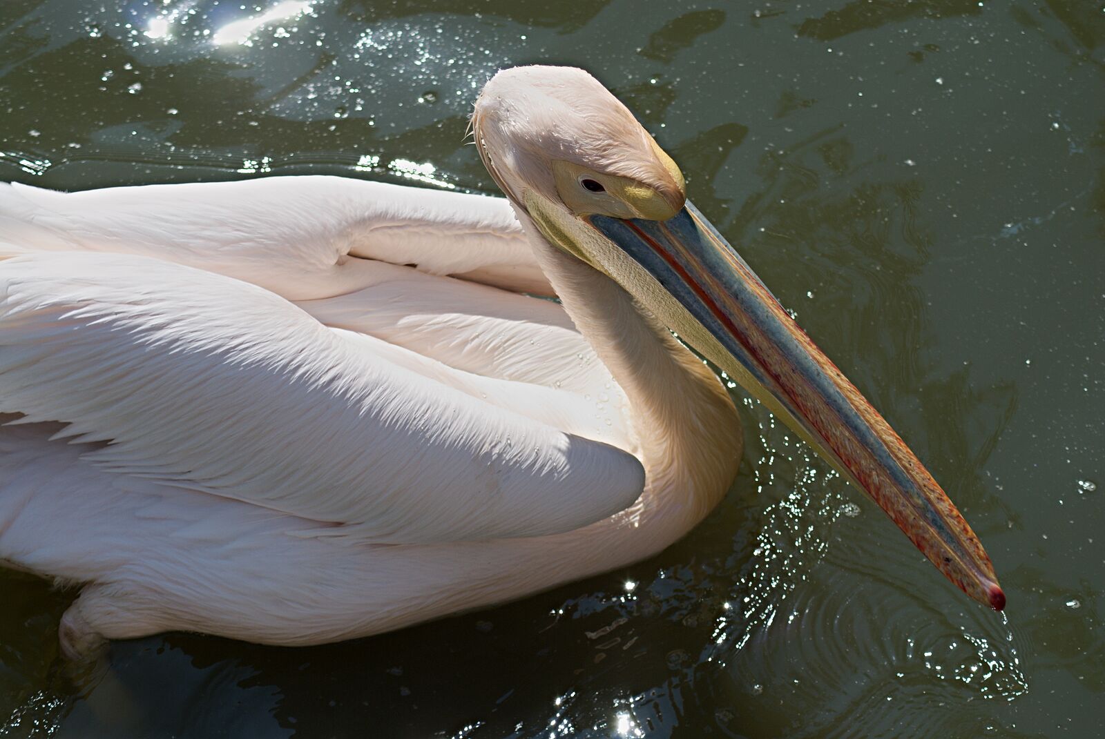 Nikon D80 + 70.00 - 300.00 mm f/4.0 - 5.6 sample photo. Waterfowl, pelican, zoo photography