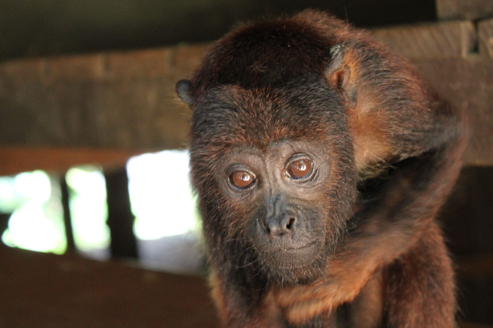 Canon EOS 1100D (EOS Rebel T3 / EOS Kiss X50) sample photo. Amzon, animal, jungle, monkey photography