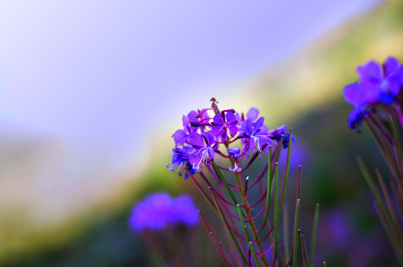 Nikon D5100 sample photo. Flower, nature, spring photography
