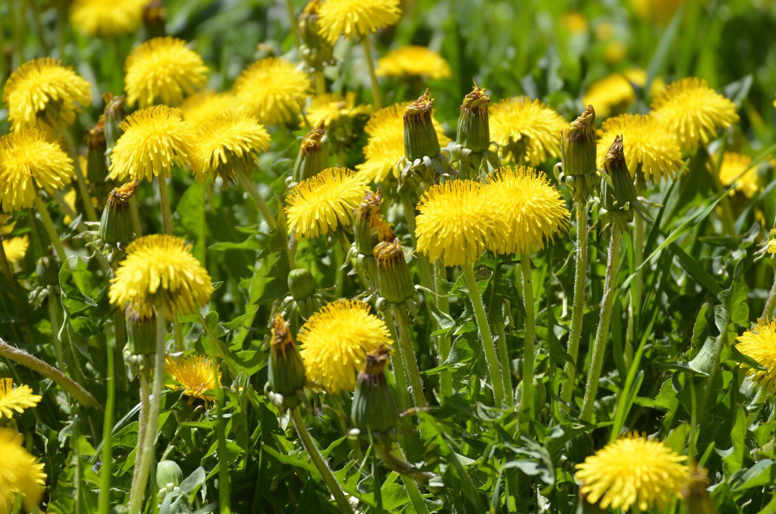 Nikon D5100 sample photo. Dandelion, flower, yellow photography