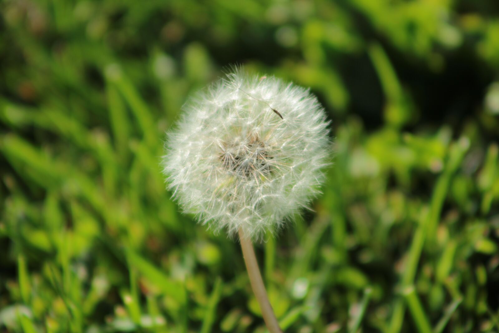 Canon EOS 1300D (EOS Rebel T6 / EOS Kiss X80) sample photo. Dandelion, fluff, leon photography