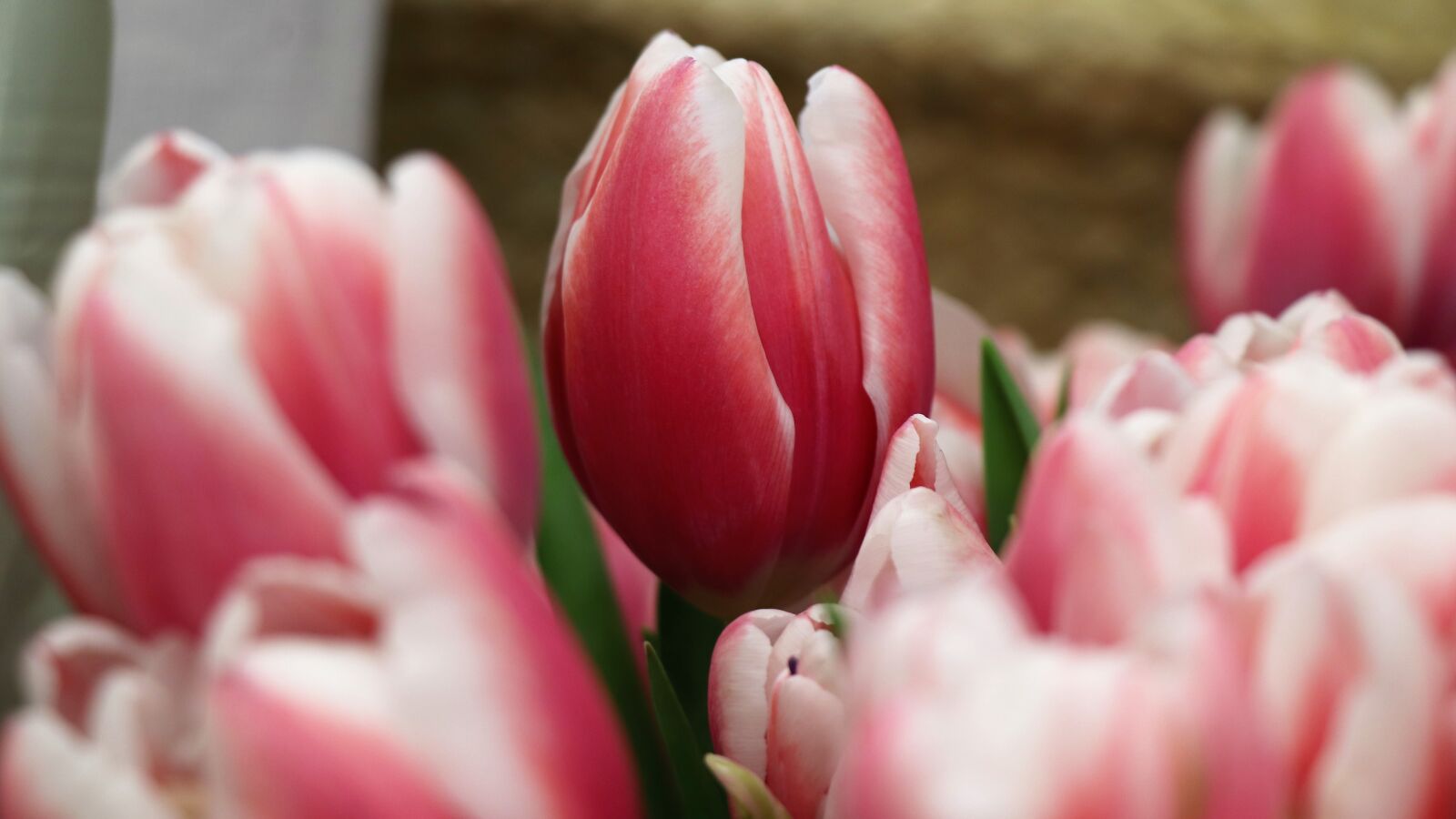 Canon EOS 77D (EOS 9000D / EOS 770D) sample photo. Tulips, tulip, red photography