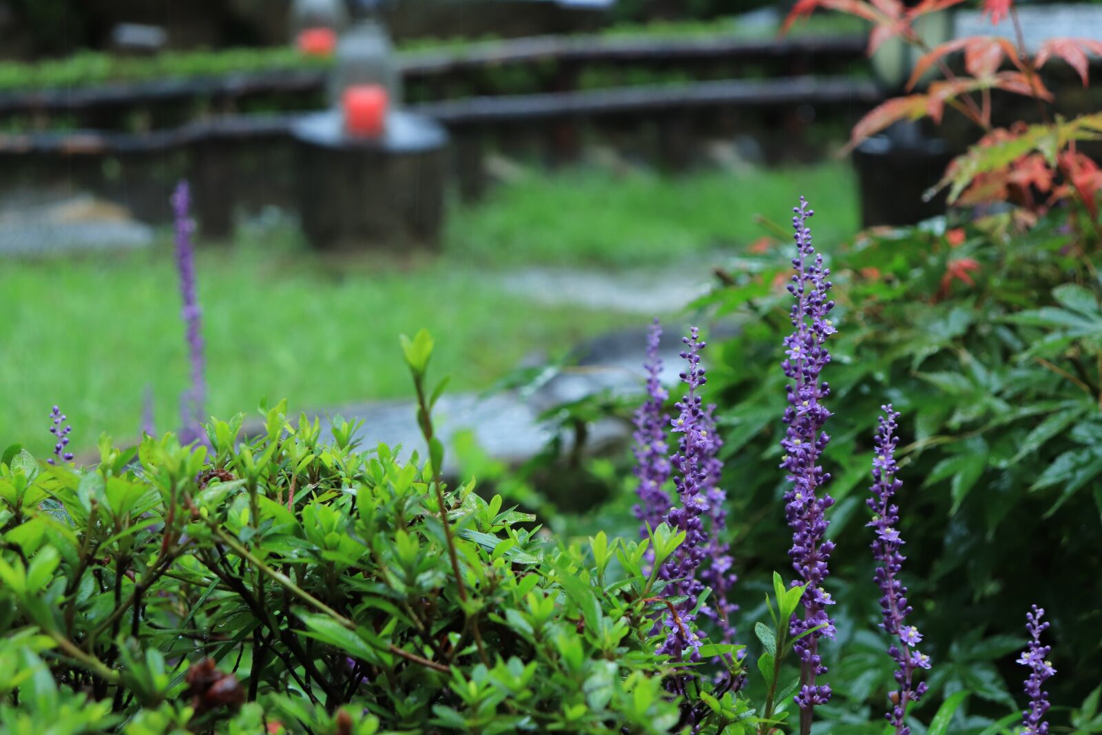 Canon EOS 800D (EOS Rebel T7i / EOS Kiss X9i) sample photo. Liriope, flower, purple photography