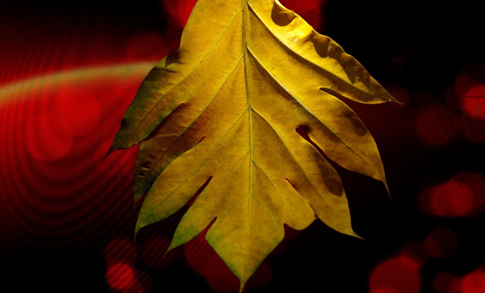 Sony Alpha NEX-F3 + Sony E 18-55mm F3.5-5.6 OSS sample photo. Large leaf, yellow leaves photography