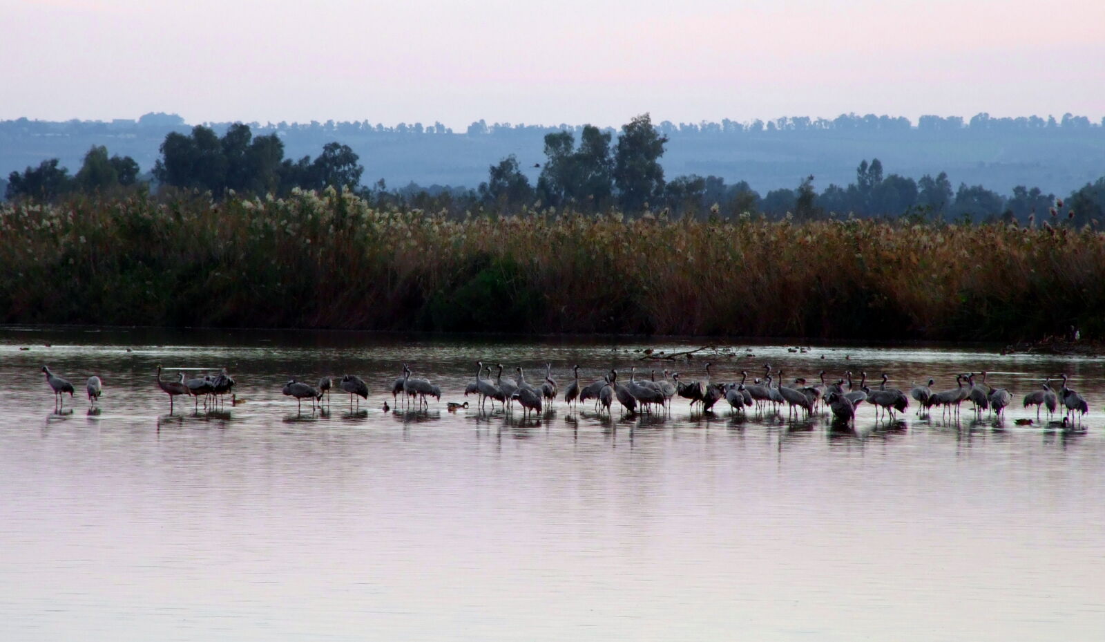 Fujifilm FinePix S6500fd sample photo. Birds, cranes, lake photography