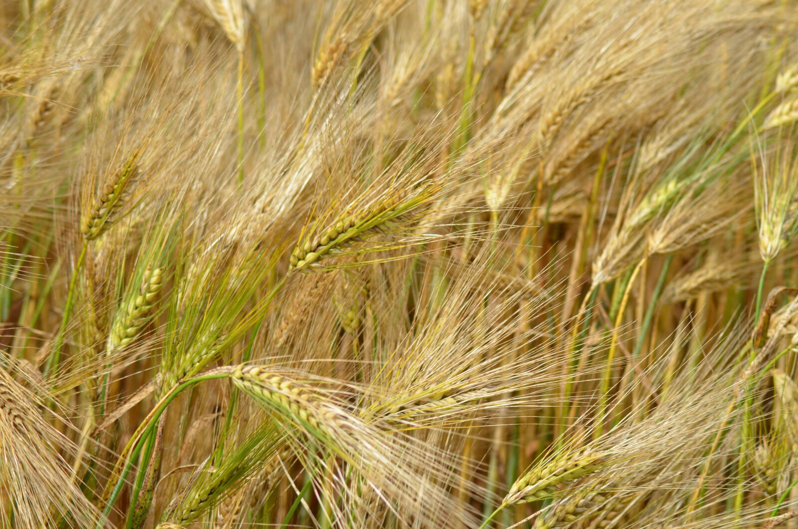 Nikon D5100 sample photo. Barley, cereal, agriculture photography