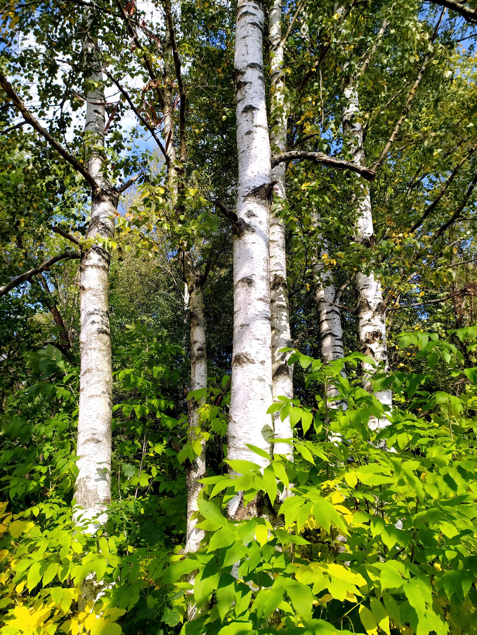 Xiaomi Redmi Note 8T sample photo. Russia, forest, summer photography