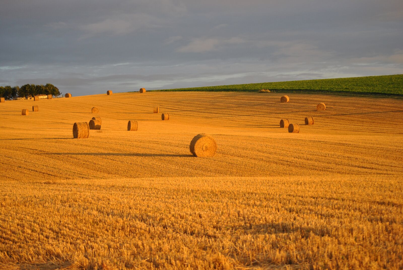 Nikon D3000 sample photo. Wheat, field, straw photography