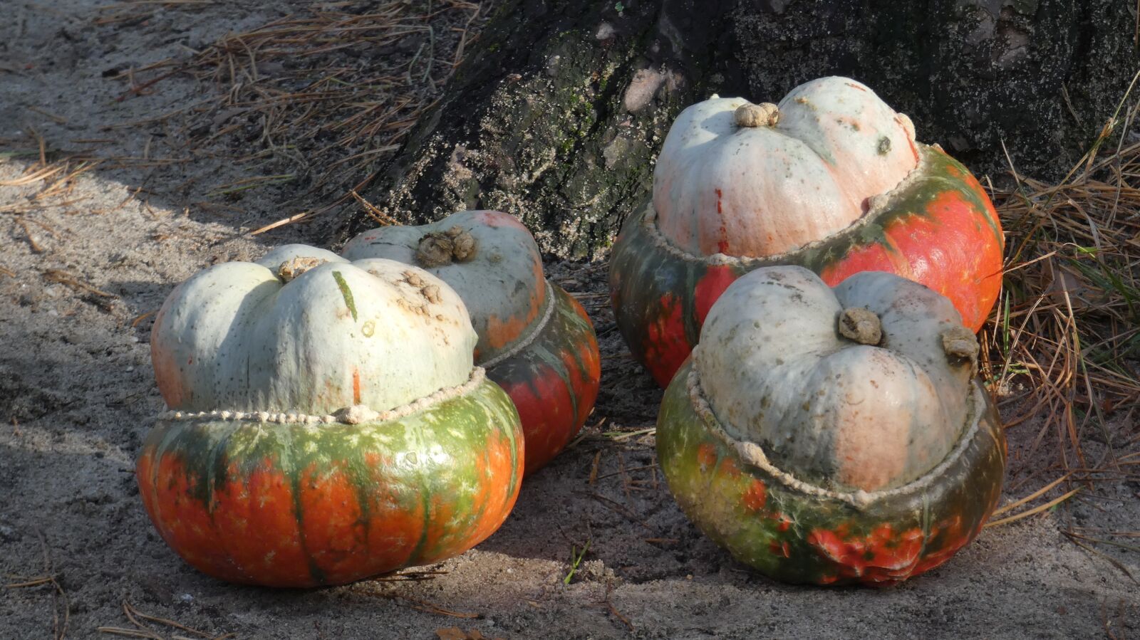 Panasonic Lumix DC-FZ80 (Lumix DC-FZ82) sample photo. Pumpkin, autumn, halloween photography