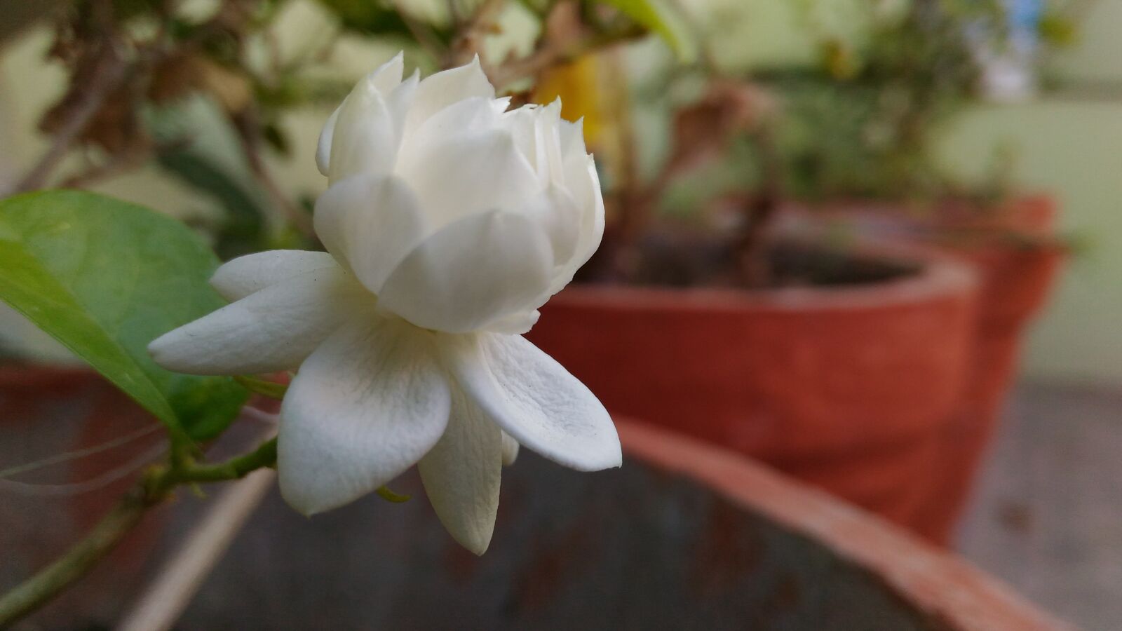 ASUS ZenFone Max (ZC550KL) sample photo. Flower, pot, white photography