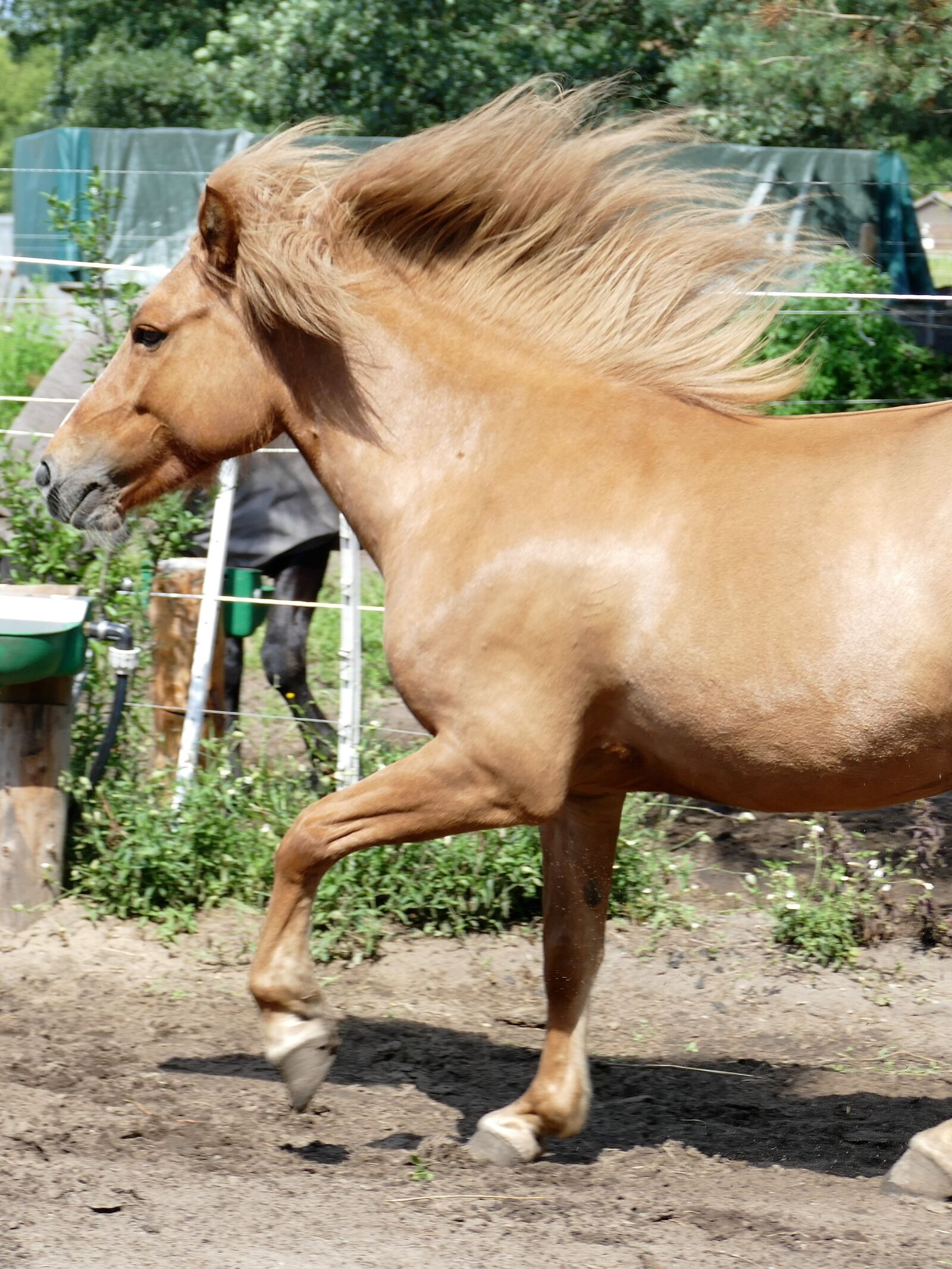 Panasonic Lumix DMC-FZ1000 sample photo. Horse, mane, icelanders photography