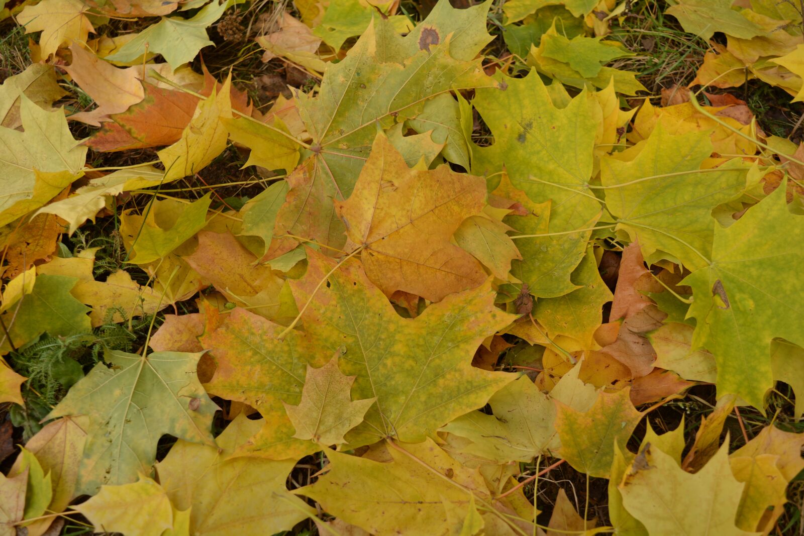 Nikon D5200 sample photo. Leaves, nature, autumn photography