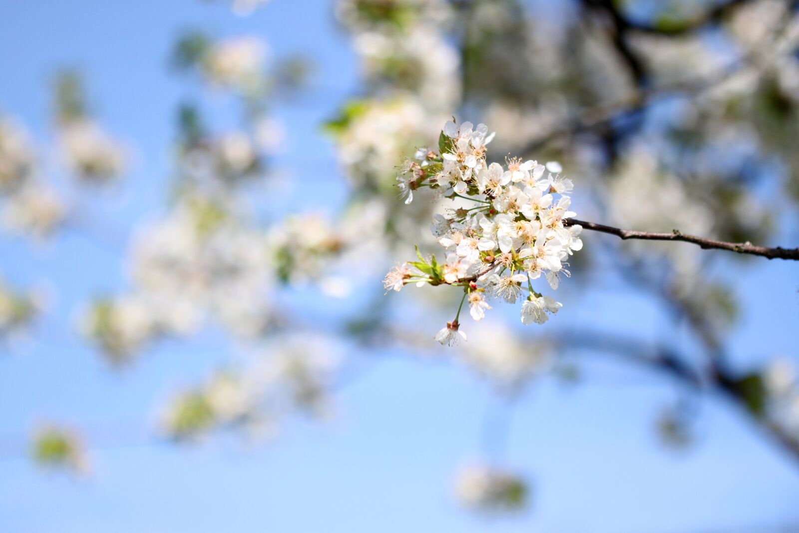 Canon EOS 500D (EOS Rebel T1i / EOS Kiss X3) sample photo. Spring, flowers, white photography