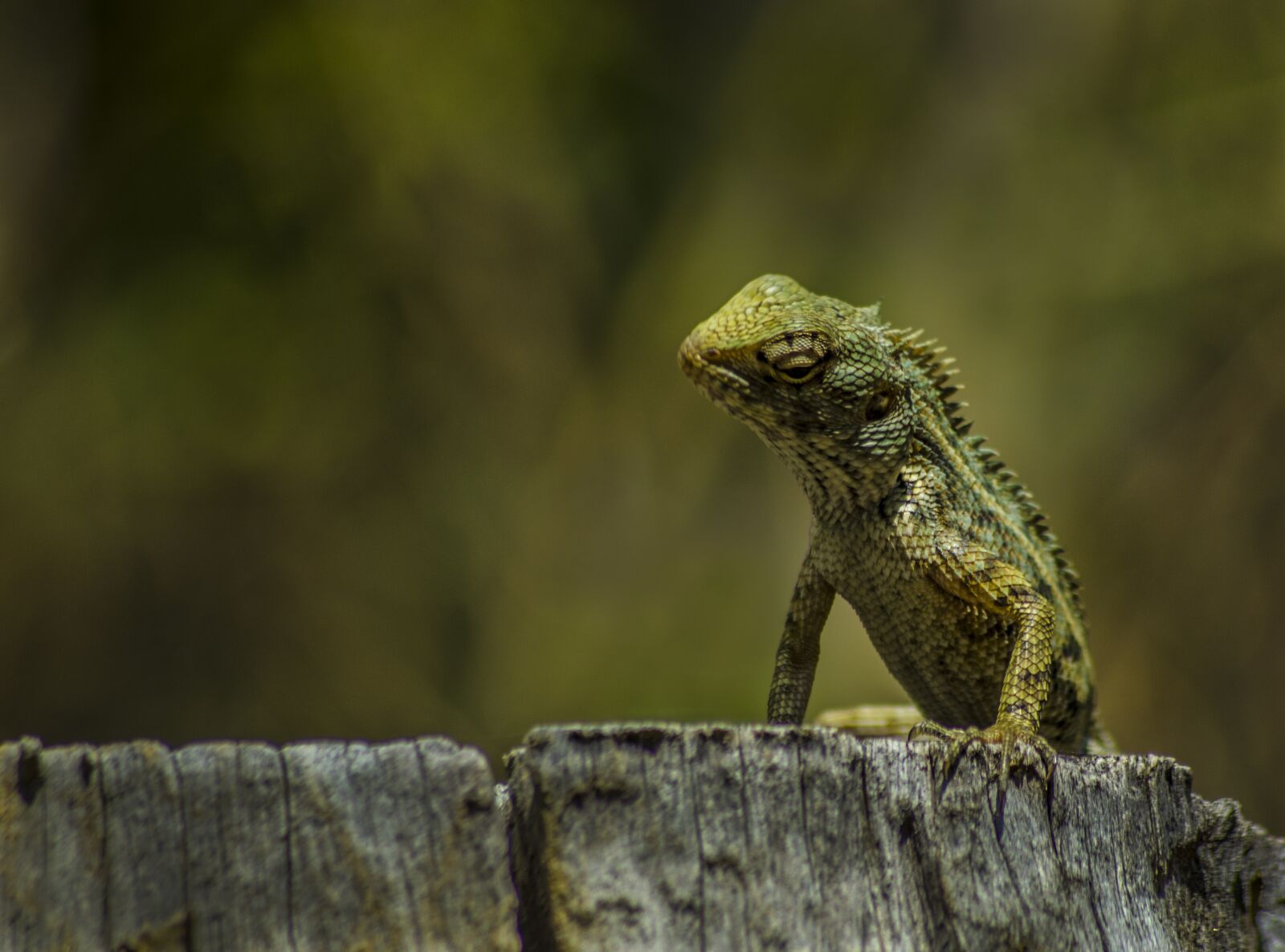 Nikon D5100 sample photo. Reptilia, animalia, nature photography