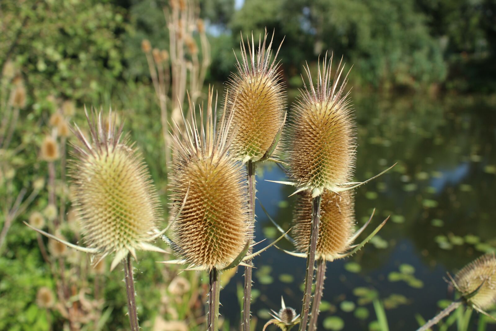 Canon EOS 1300D (EOS Rebel T6 / EOS Kiss X80) sample photo. Wildflower, stalk, szam rk photography
