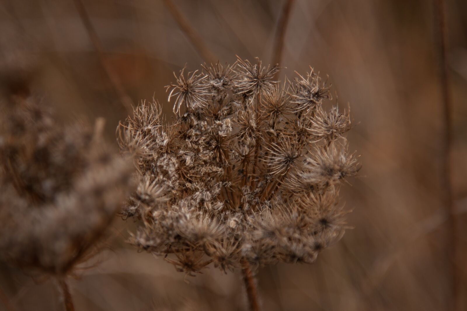 Canon EOS 40D sample photo. Faded, autumn, brown photography