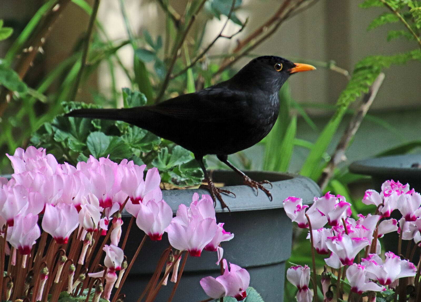 Canon EOS 800D (EOS Rebel T7i / EOS Kiss X9i) sample photo. Bird, blackbird, perched photography