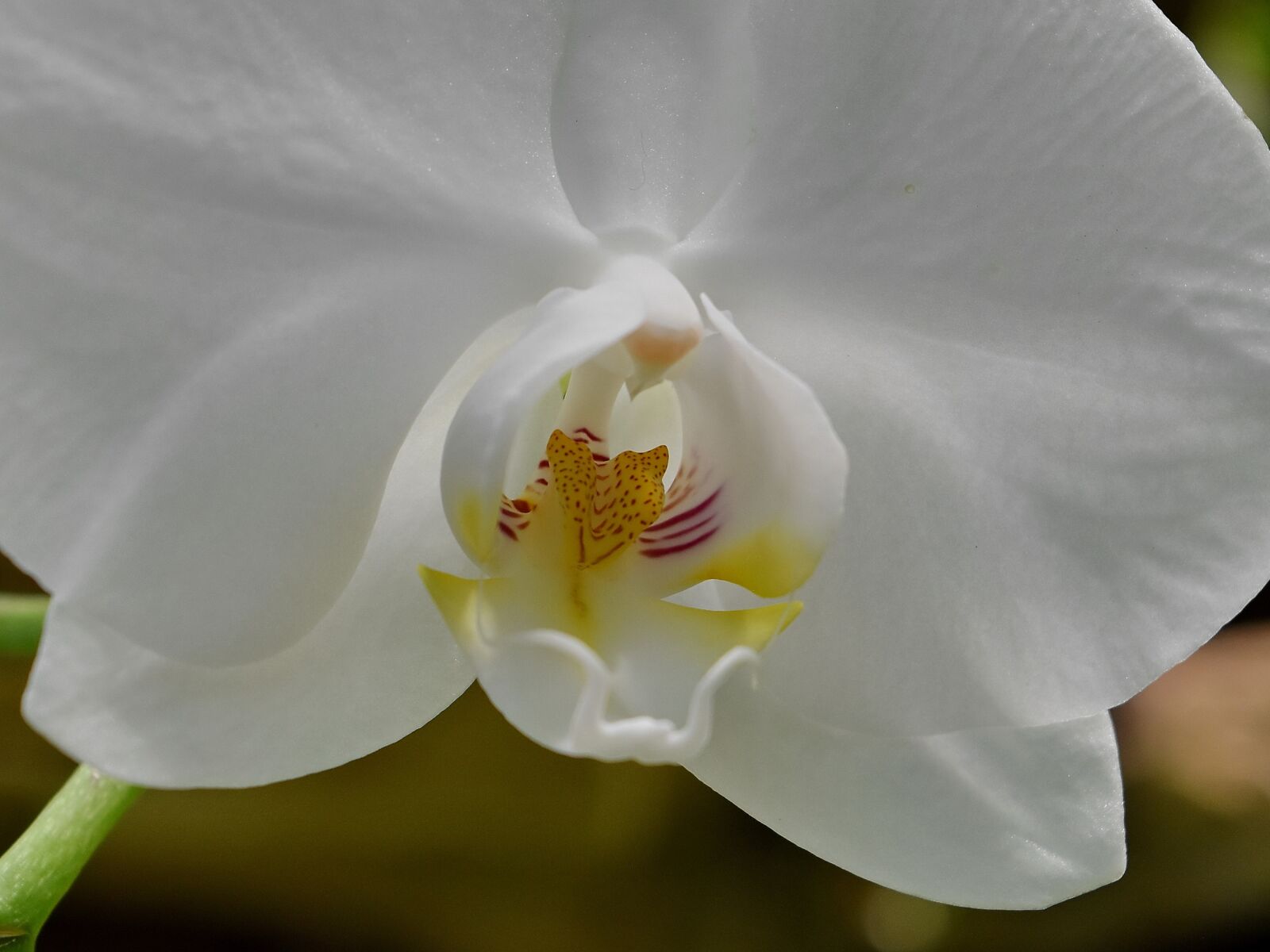 Nikon D5500 sample photo. Orchid, pistil, pollen, flower photography