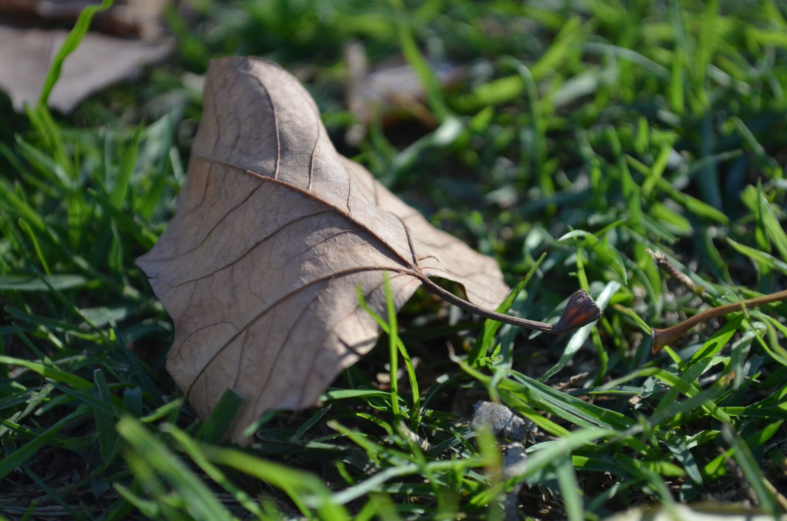 Nikon D5100 sample photo. Green, grass, leaf photography