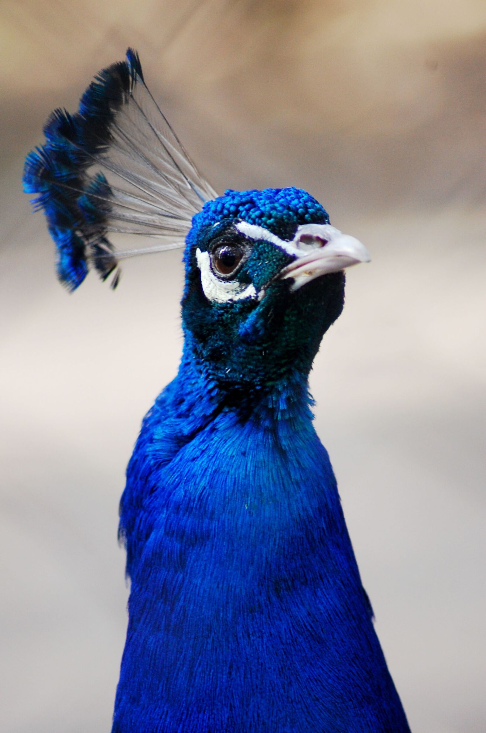 Nikon D40 sample photo. Peacock, peafowl, bird photography