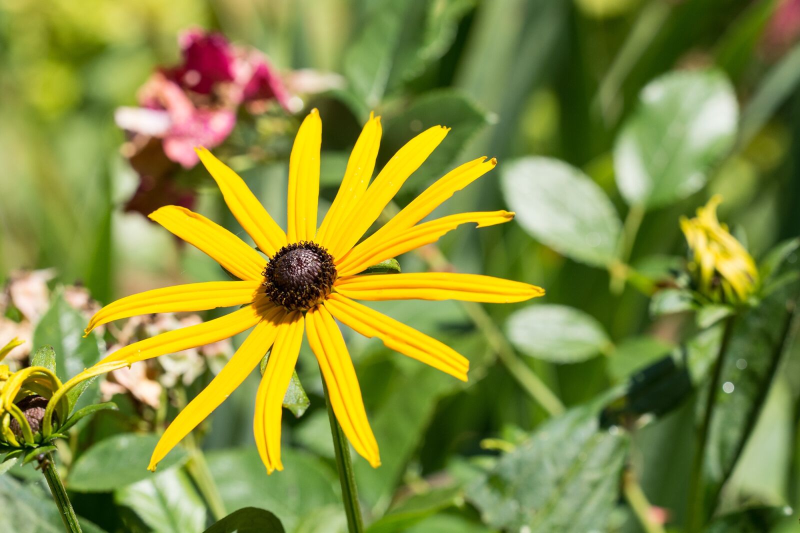 Nikon D7100 sample photo. Flower, coneflower, yellow photography