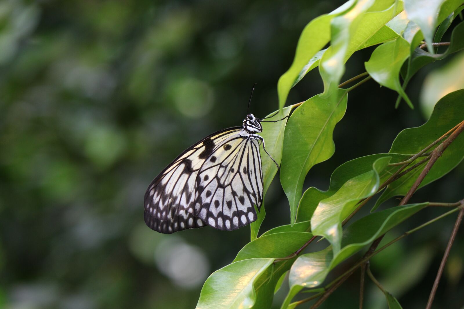 Canon EF-S 55-250mm F4-5.6 IS II sample photo. White baumnymphe, butterfly, idea photography