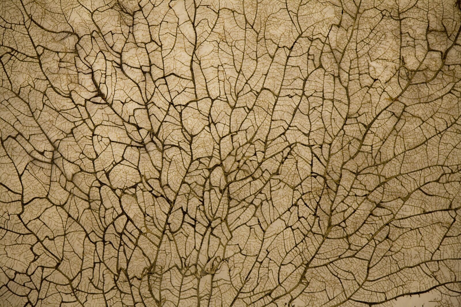 Canon EOS 5D sample photo. Texture, vein, branch photography