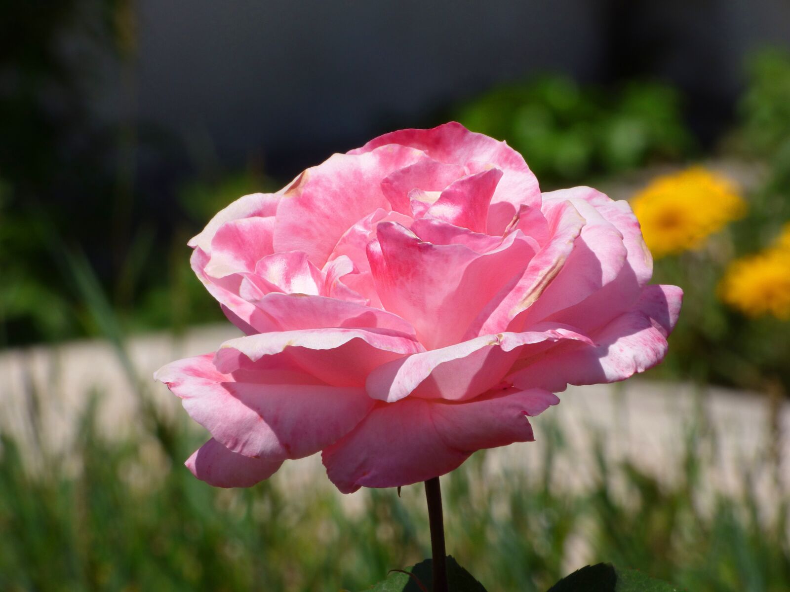 Panasonic Lumix DMC-FZ70 sample photo. Rosa, pink, flower photography