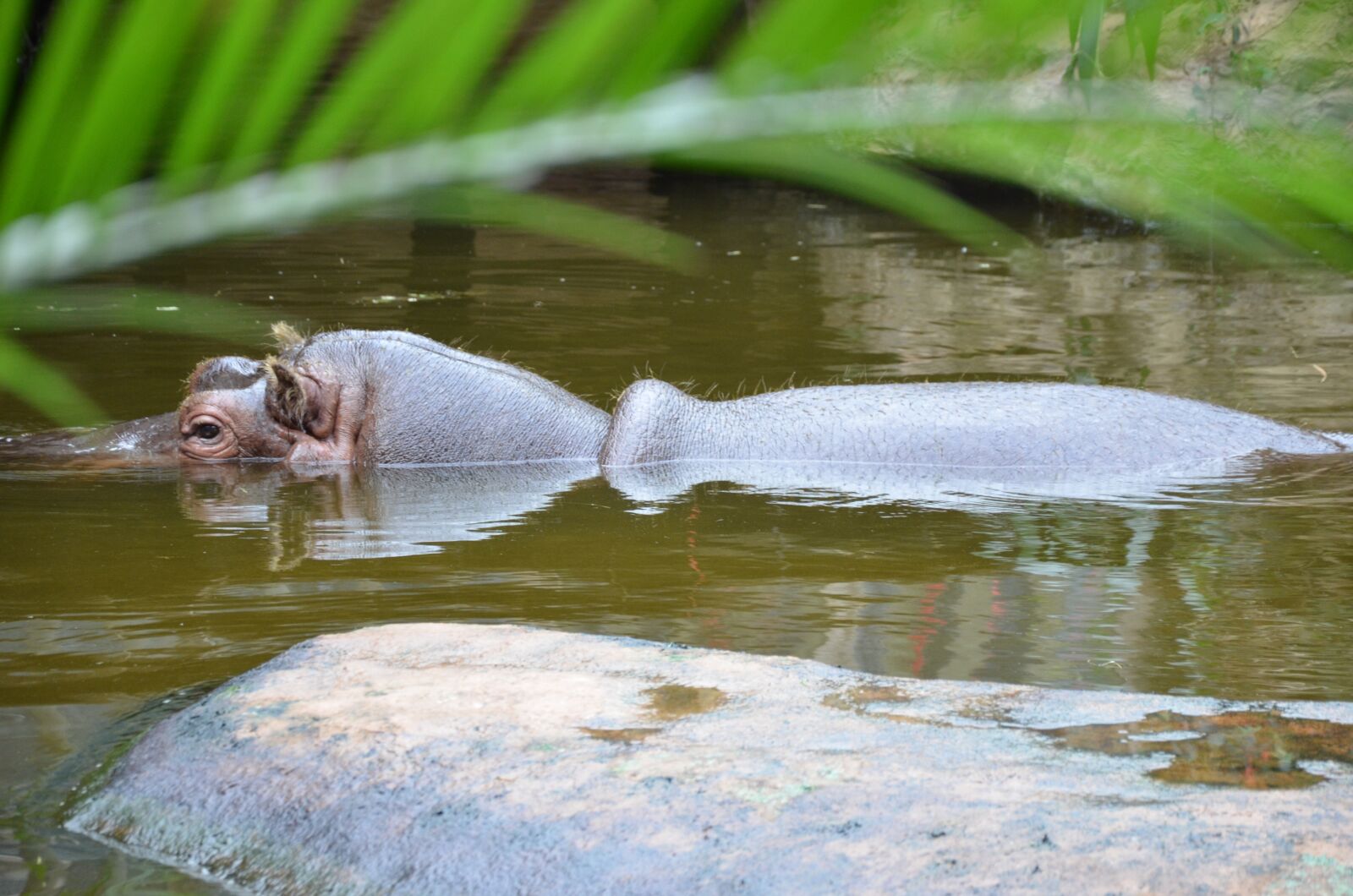 Nikon D5100 sample photo. Hippo, hippopotamus, zoo photography