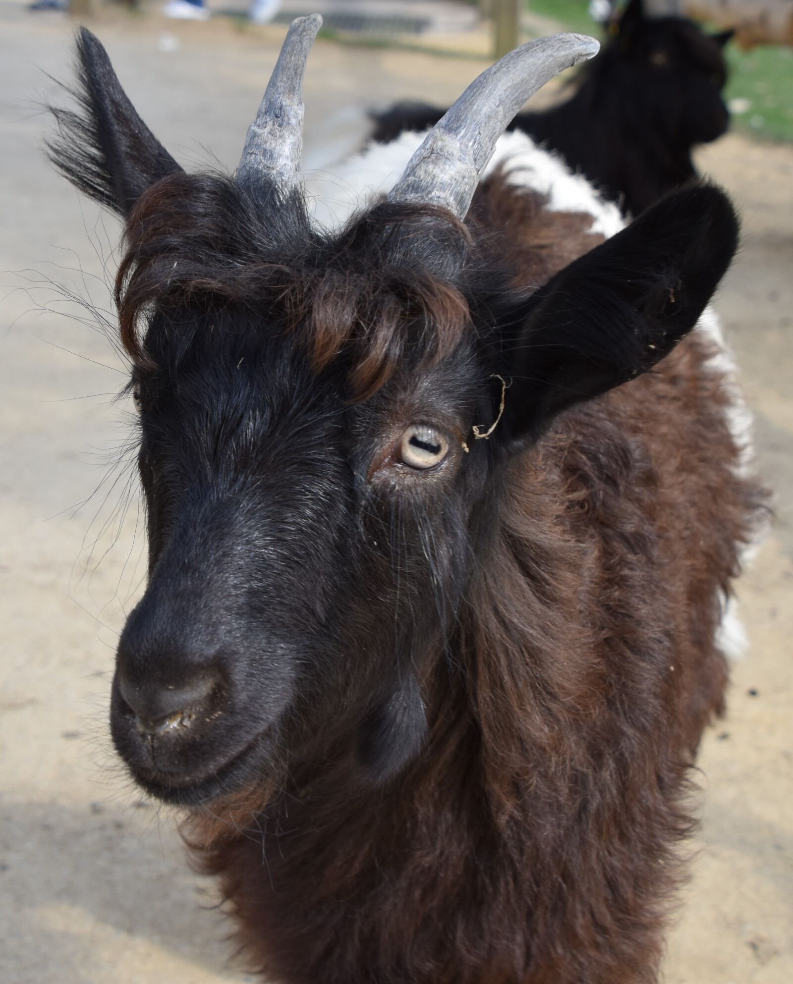 Nikon D5600 sample photo. Goat, animal, horns photography