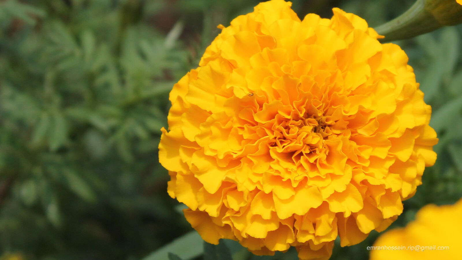 Canon EOS 1100D (EOS Rebel T3 / EOS Kiss X50) sample photo. Nature, nice, wallpaper photography