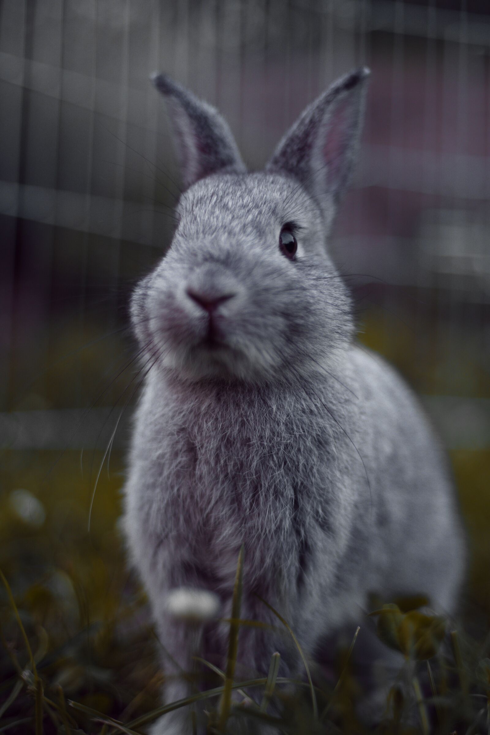 Canon EF 50mm F1.8 II sample photo. Rabbit, rodents, mammal photography