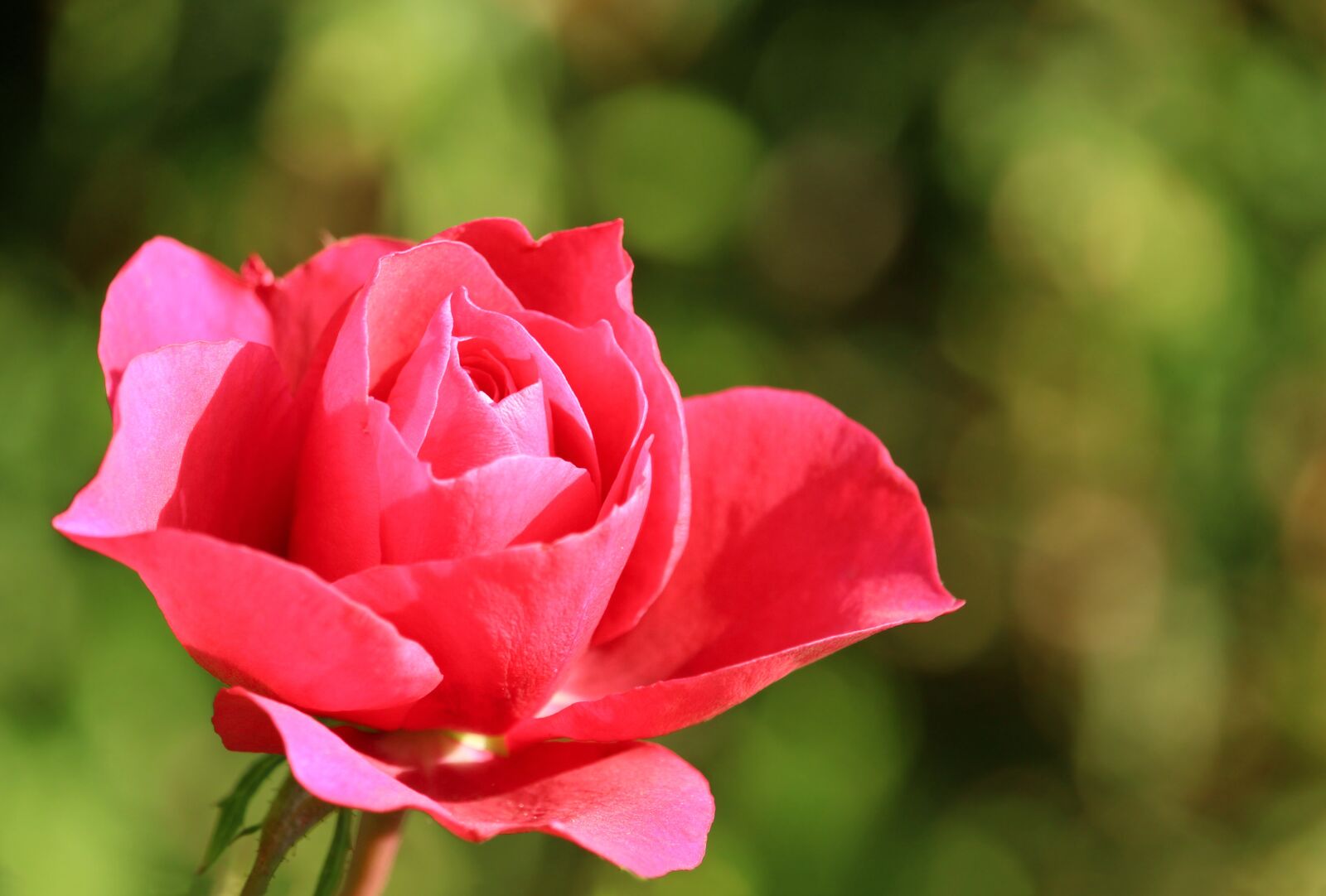 Canon EOS 1200D (EOS Rebel T5 / EOS Kiss X70 / EOS Hi) sample photo. Rose, flower, plant photography