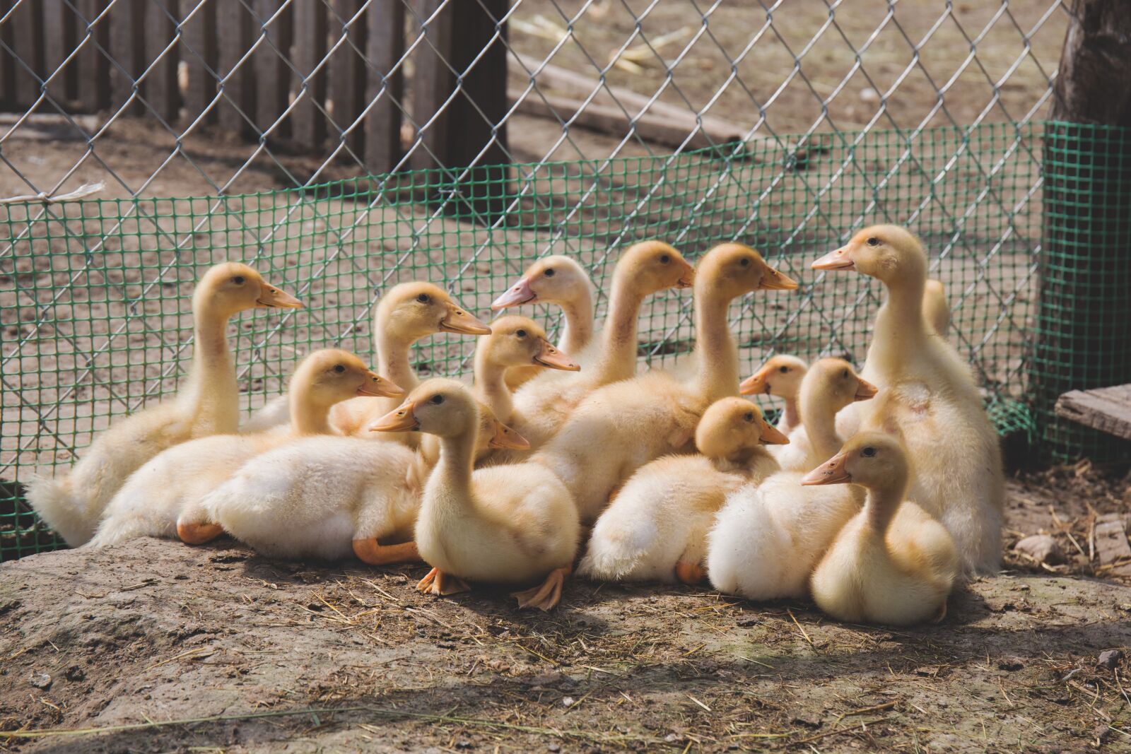 Canon EF 24-70mm F4L IS USM sample photo. Animals, birds, ducks photography