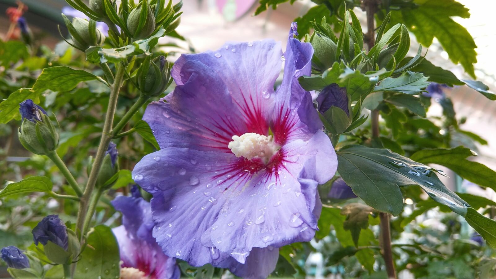 HTC U11 sample photo. Hibiscus, flower, bloom photography