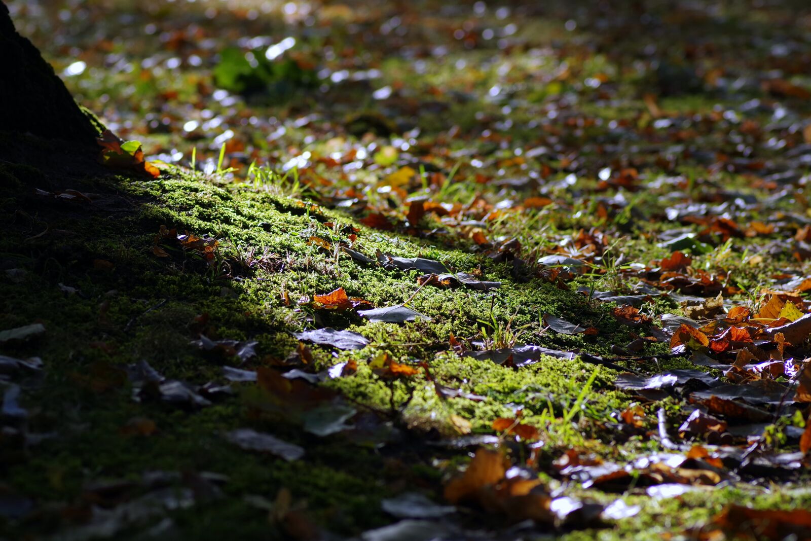 Pentax K-S2 sample photo. Autumn, morning, the sun's photography