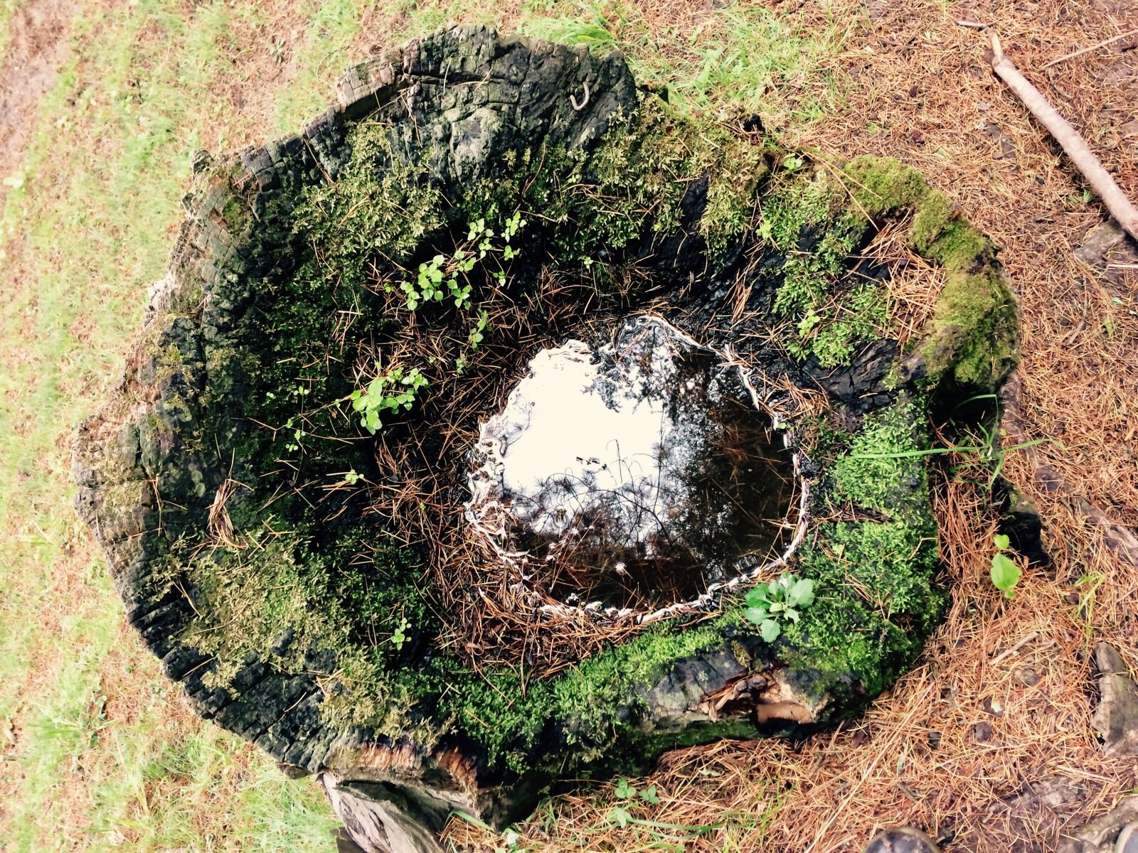 iPhone 5s back camera 4.15mm f/2.2 sample photo. Moss, forest, india photography